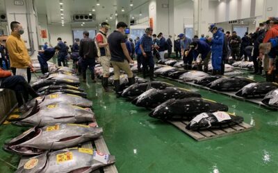 Toyosu Tuna Auction Explained