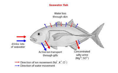 Why Fish Smell Often Comes from “Water,” Not the Fish Itself